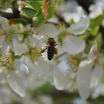 Eleftherios בית הארחה קלבריטה