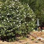 Eleftherios בית הארחה 3*