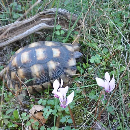 Pensión Eleftherios 3*