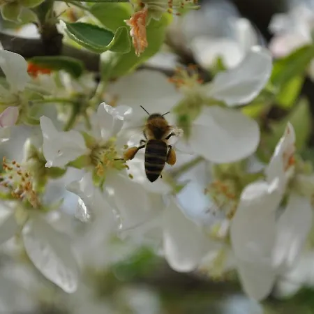 Eleftherios Affittacamere Kalavryta