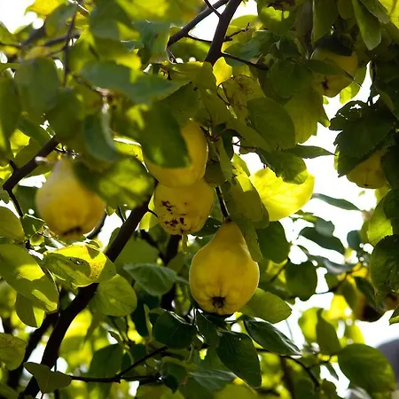 Eleftherios Kalavryta