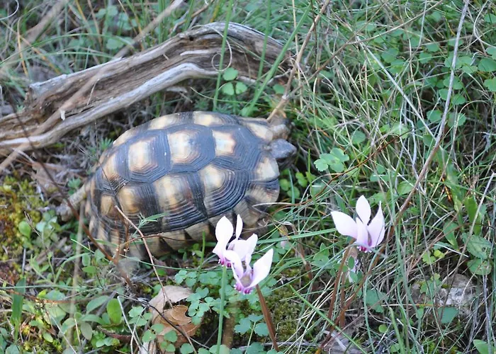 ゲストハウス Eleftherios 3*