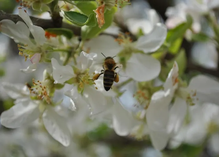 Eleftherios Gæstehus Kalavryta