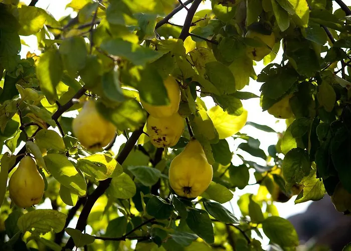 Eleftherios Kalavryta